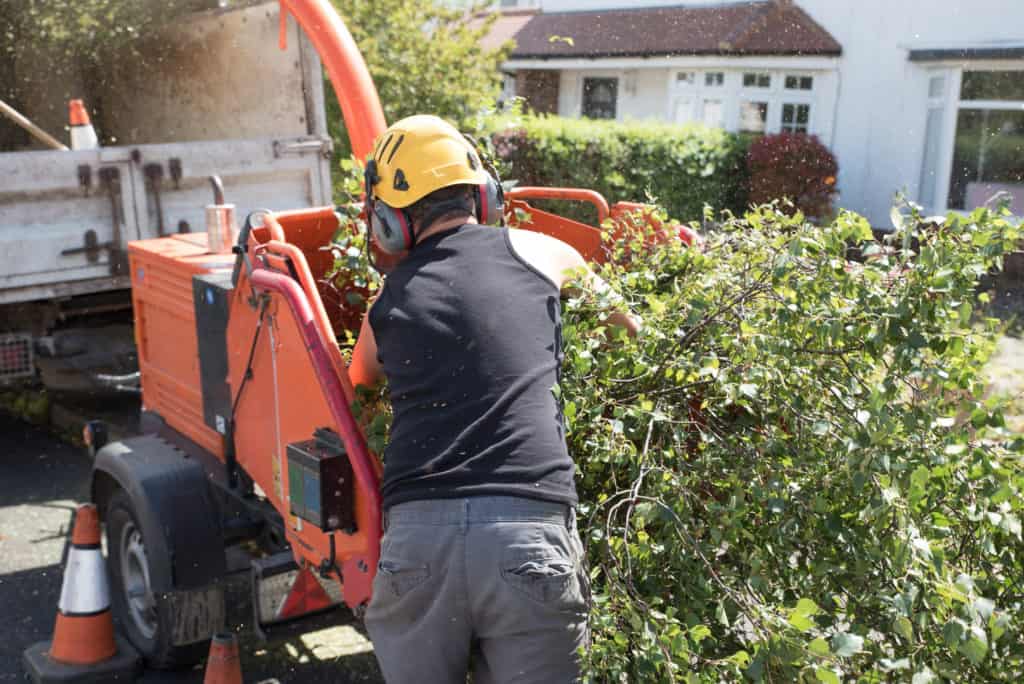 tree trimming - man putting branches into a wood chipper machine