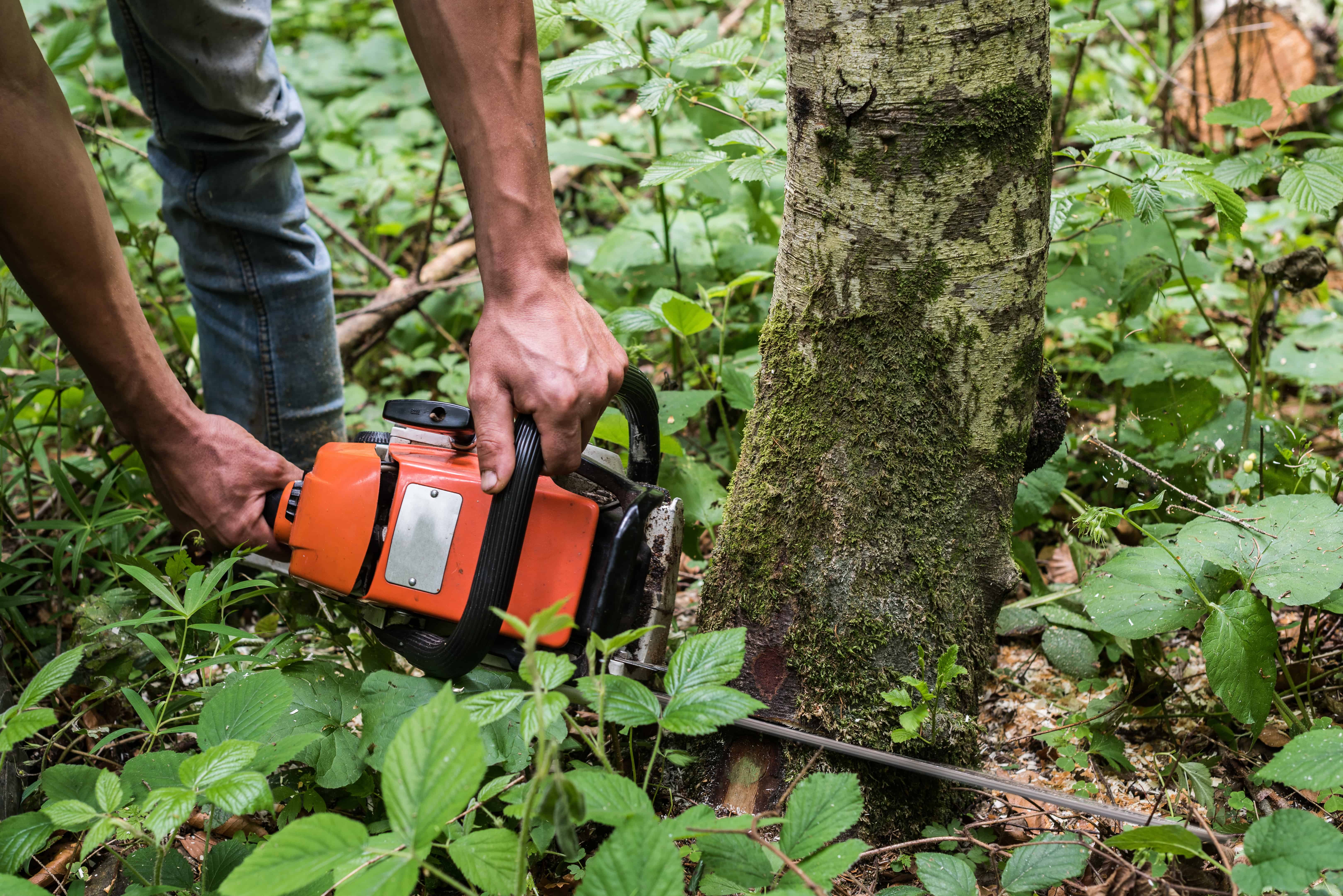 tree removal - cutting a tree down